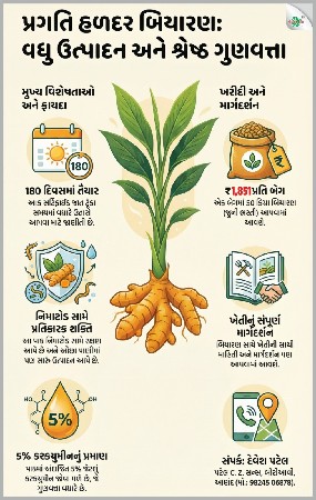 પ્રમાણિત હળદર નું બિયારણ.