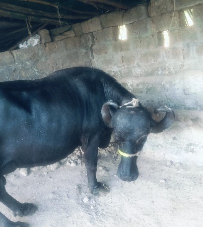 ભેંસ વેચવાની છે