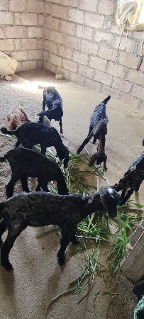 સાત બકરી વેચવાની છે