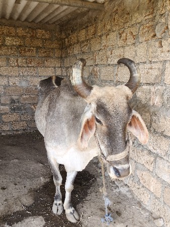 એક વાવણી કરેલો બળદ છે વેચવાનો છે.