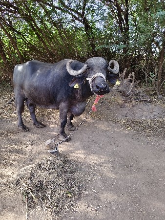 थंबनेल 2