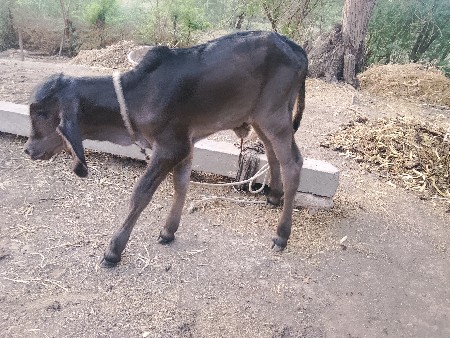 ગીર.તીજુ.વેતર.નીચે.કારી.વાચટી