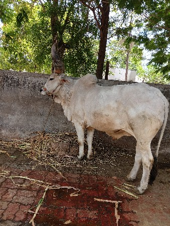 આ બરધ વેચવાનો છે ડાબીયાર હાલે
