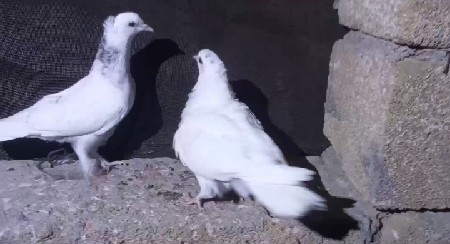 1 જોડી વેચ વાની છ