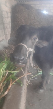 थंबनेल 3