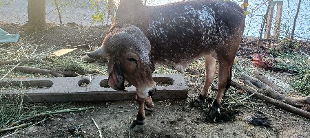 કાબડી ગીર ઓડકી