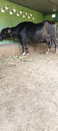 ફુલ વજનવારી ભેંસ મોટી હેવી