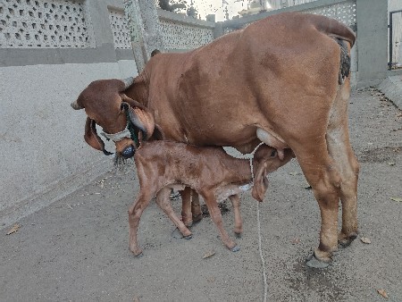 થંબનેલ 3