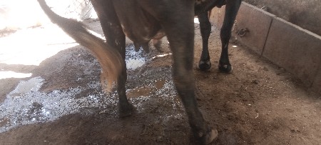 15 દિવસ નીવિહાણેલ