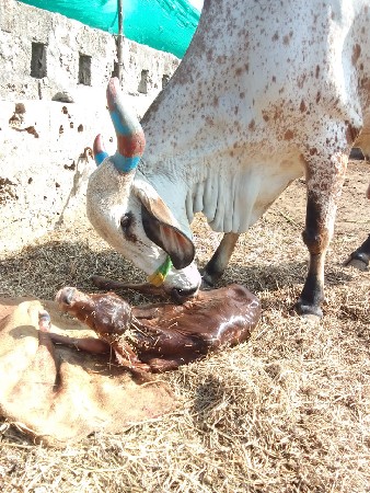 थंबनेल 3