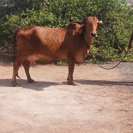 ગાય વેચવાની છે
