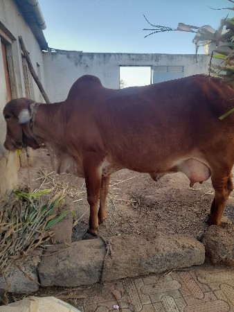 ઞાય વેચવાની છે