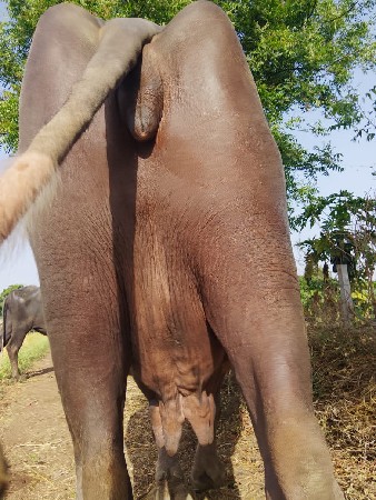 ભેંસ વેચવાની છે ભાઈ