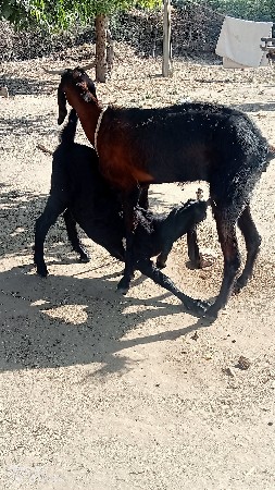 બોકડો વેચવાનો છે બોકડો વેચવાનો છે