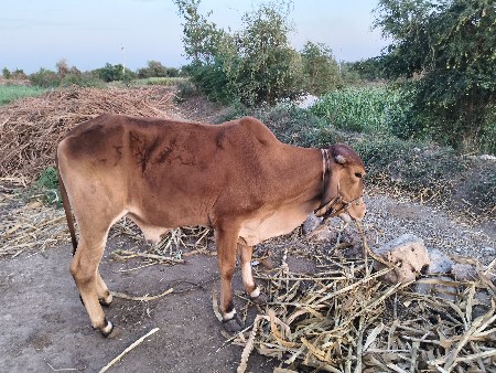 થંબનેલ 3