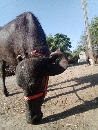 હાટુ કરવું હોય તો કેજો