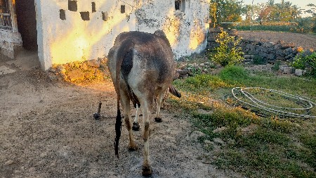 થંબનેલ 2