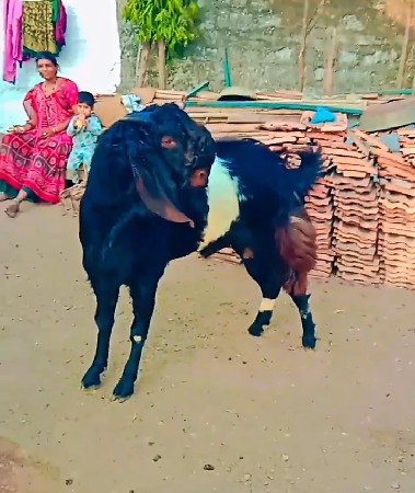 બે બોકડા ખાનદેશી