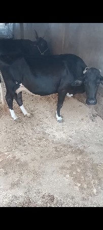 ગીર ક્રોસ ગાય વેચવાની છે