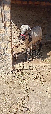 ખુટ વેંચવા નો છે