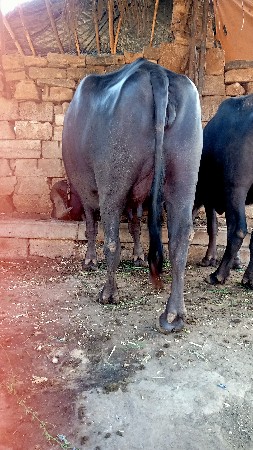 ,ભેંસ વેચવાની છે