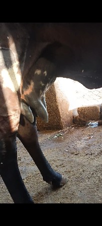 ઈરફાન મતવા