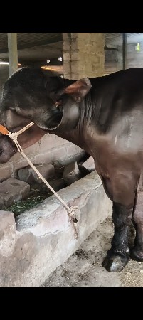 જાફરાબાદી ભેંસ