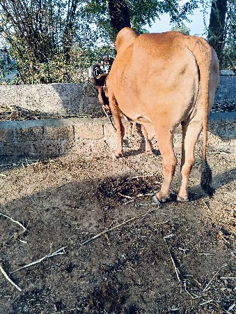 બળદ વેચવાનો છે