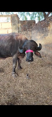 પેલું વેતર છે