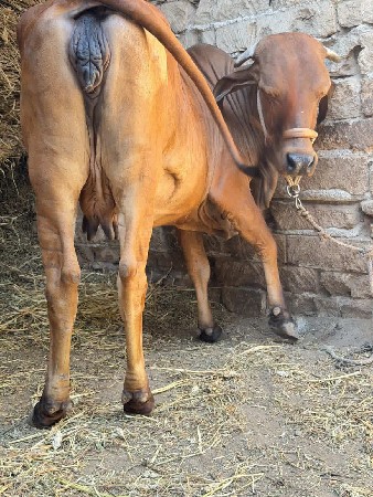 ગીર ક્રોસ હોડકી વેચવાની છે