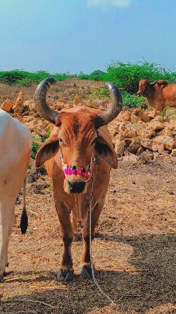 થંબનેલ 2