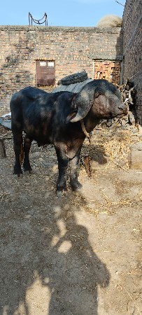 ગીર જાફરાબાદી પાડો વેચવાનો છે