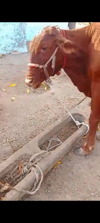 જર્સી ગાય વેચાવ છે 3 વેતર