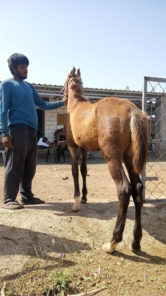 વછેરૉ છે 5 મહિના નૉ થયૉ