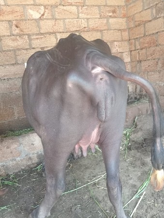 ખડેલી વેસવાની સે