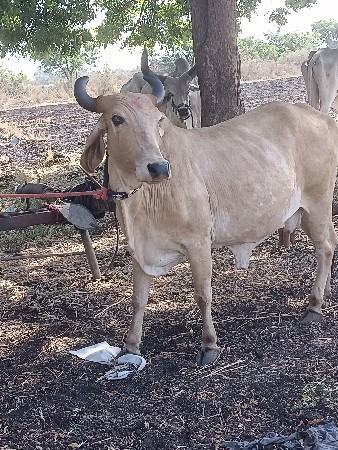 ખાટામાં ગમે આ લે