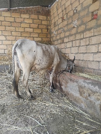 પેલિયાત ક્રોસ હોડકી વેચવાની છે