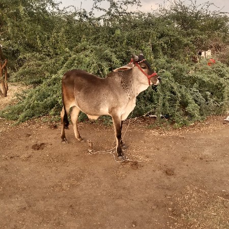 ગોઢલા વેચવાના છે