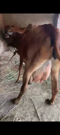 ગાય વેસવા  ની. છે