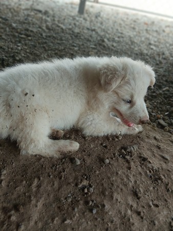 વેચાવ છે.