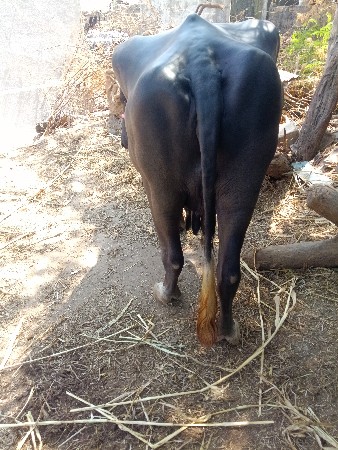 ભેસ ગાભણી વેચવાની છે