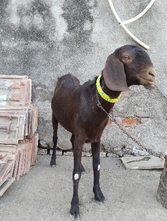 રાજસ્થાની બોડી બકરી