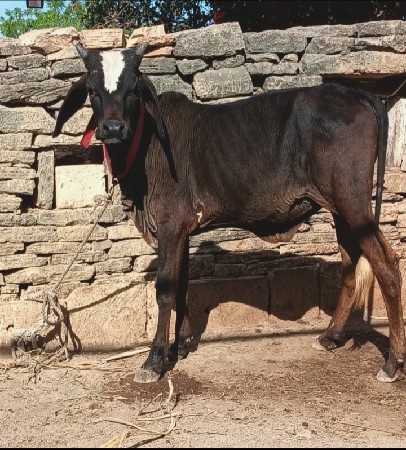 કાંકરેજ વાછડી છે