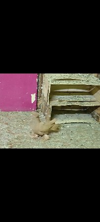 માદી વેચવાની છે