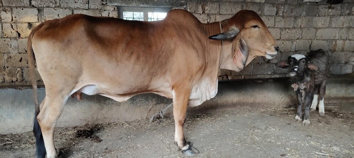 દેશી ગીર ગાય