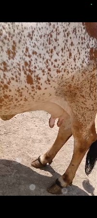 ગાય વેચવાની છે