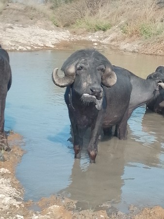 ડાયાભાઇ