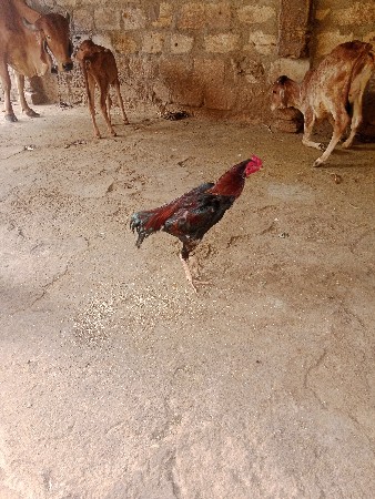 અસીલ મુરઘો ફાઈટર વેચવાનો છે