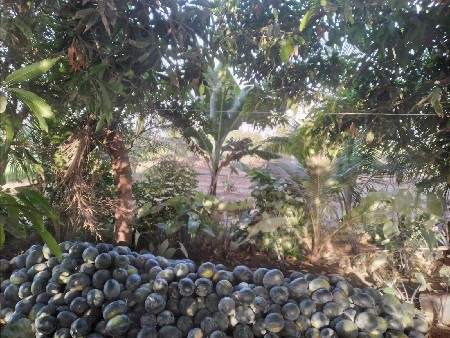 તરબુચ
