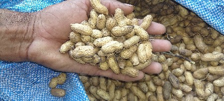 ગીરનાર 4 મગફળી કોરી